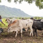 ¿Cómo se desarrolla la ganadería sostenible en Nicoya? Conozca la historia de la ADI de Moracia
