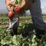 Agroecología gana terreno en Costa Rica